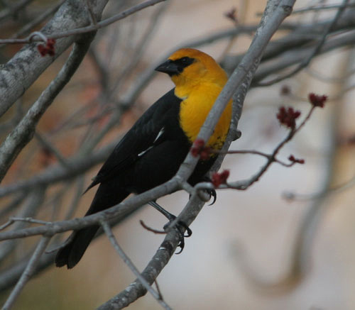 Yellow-headed Blackbird (Agelaius tricolor)